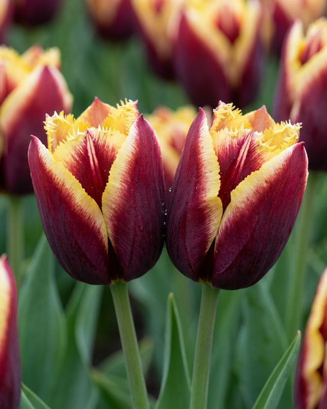 120x Tulipa My Favourite Topping – Tulpe My Favourite Topping – Verschiedene – Frühjahrsblüher – Zwiebelgröße 11/12