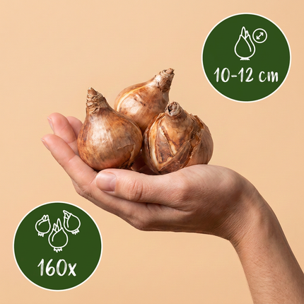 160x Narcissus Mix – Narzissen-Mix – Verschiedene – Frühjahrsblüher – Zwiebelgröße 10/12