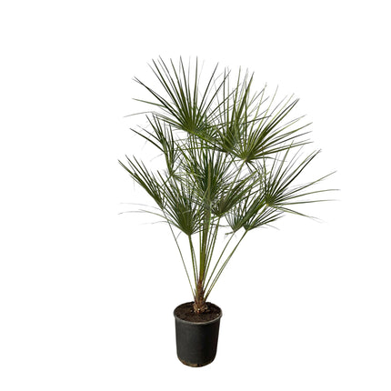 Chamaerops Humilis su tronco - 160 cm - Ø24cm