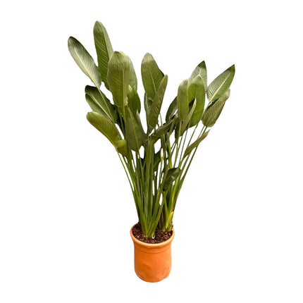 Strelitzia Reginae XXL - 200cm - ø50
