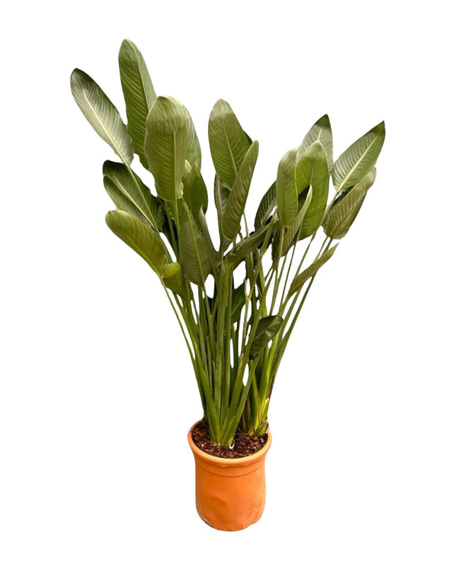 Strelitzia Reginae XXL - 200cm - ø50