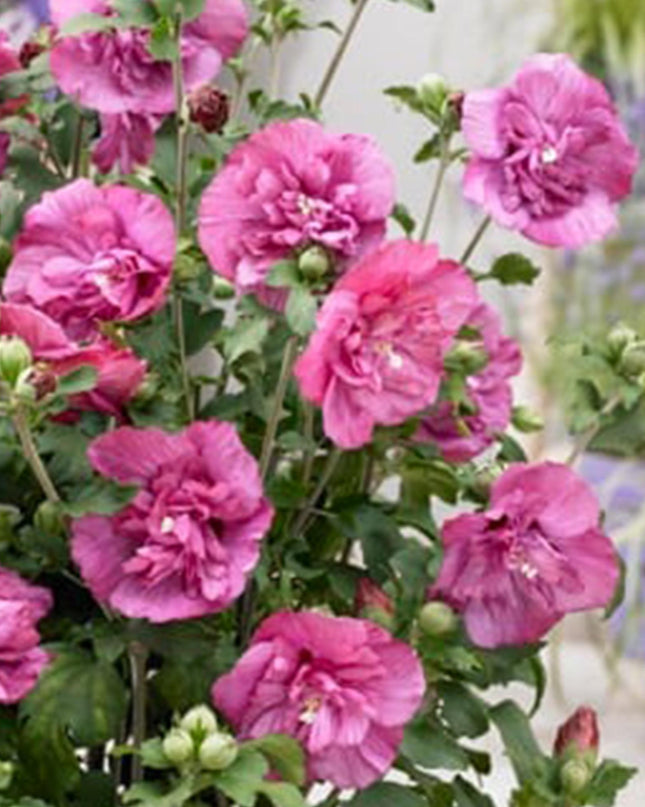 Ibisco siriano Magenta Chiffon® - Deciduo - Resistente all'inverno - Fiore rosa - Vaso 19 cm Altezza 90 cm