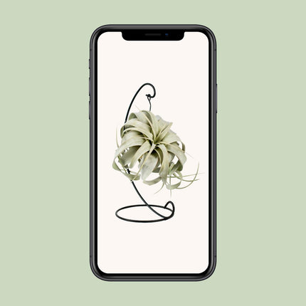 Tillandsia King Xero - Ø12cm - ↕23cm