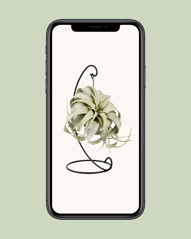 Tillandsia King Xero - Ø12cm - ↕23cm