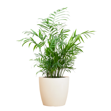 Chamadorea Elegans incl. pot Viber wit - 55cm - Ø17