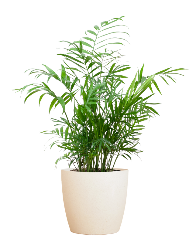 Chamadorea Elegans incl. pot Viber wit - 55cm - Ø17