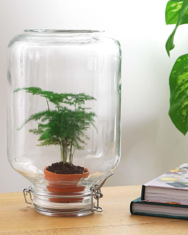 Easyplant - Asparagus - Mini-ecosysteem