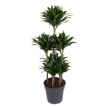 Dracaena Compacta Carrusel - 130 cm - ø31