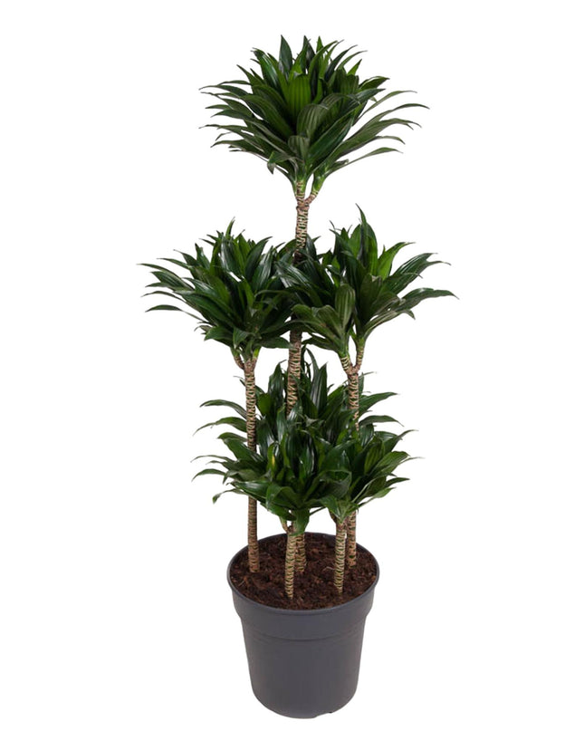 Dracaena Compacta Carrusel - 130 cm - ø31