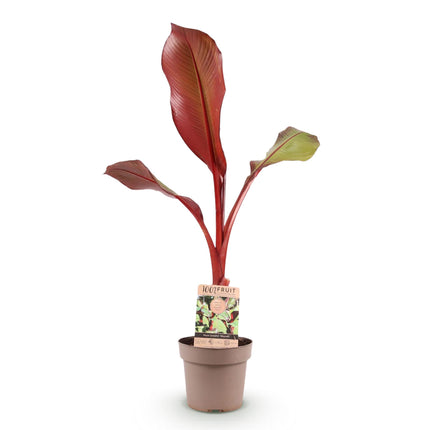 Musa ensete Maurelli – Bananenbaum – winterhart – rot-grün – Topf 21 cm – Höhe 90 cm