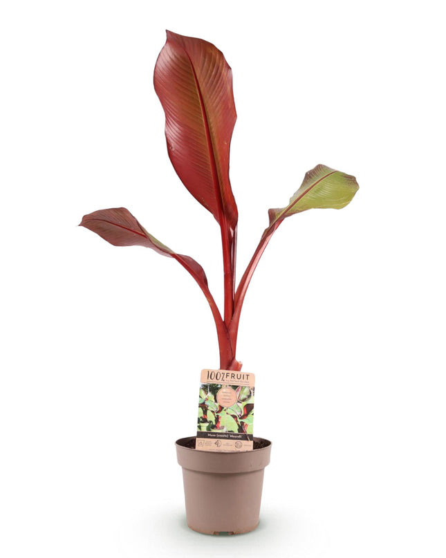 Musa ensete Maurelli – Bananenbaum – winterhart – rot-grün – Topf 21 cm – Höhe 90 cm