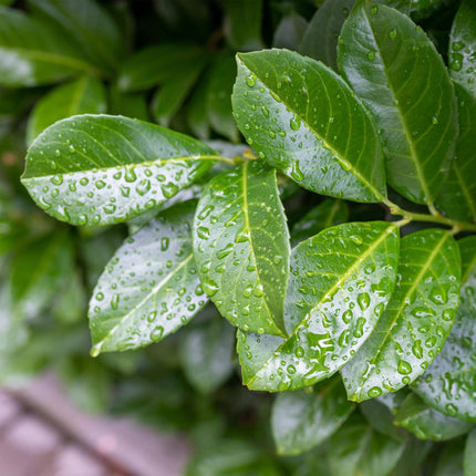 Prunus laurocerasus Etna® - Evergreen - Hardy in Winter - Green Leaf - Pot 19cm Height 90cm