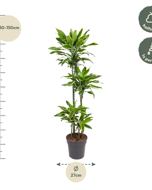 Dracaena Golden Coast - 140 cm - ø27