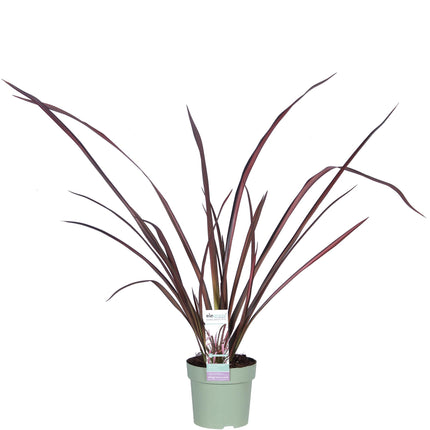 Phormium 'Pink Flamingo' - Ø14cm - ↕50cm