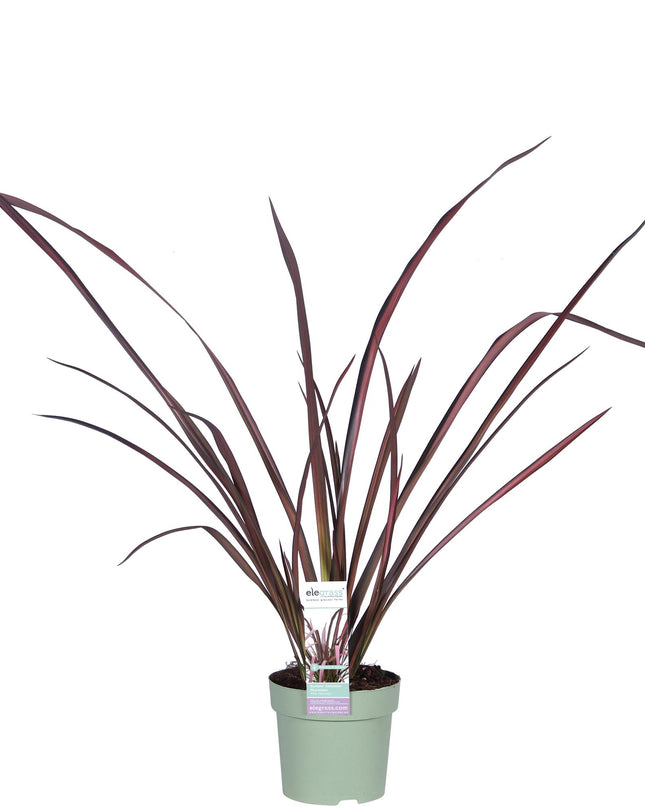 Phormium 'Pink Flamingo' - Ø14cm - ↕50cm