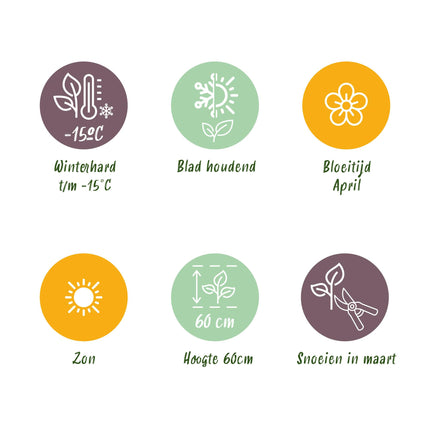 Siergrassen - 4 Planten - Blauw - Geel - Groen - Rood - Bladhoudend - Weinig Onderhoud - Pot 17cm Hoogte 50cm