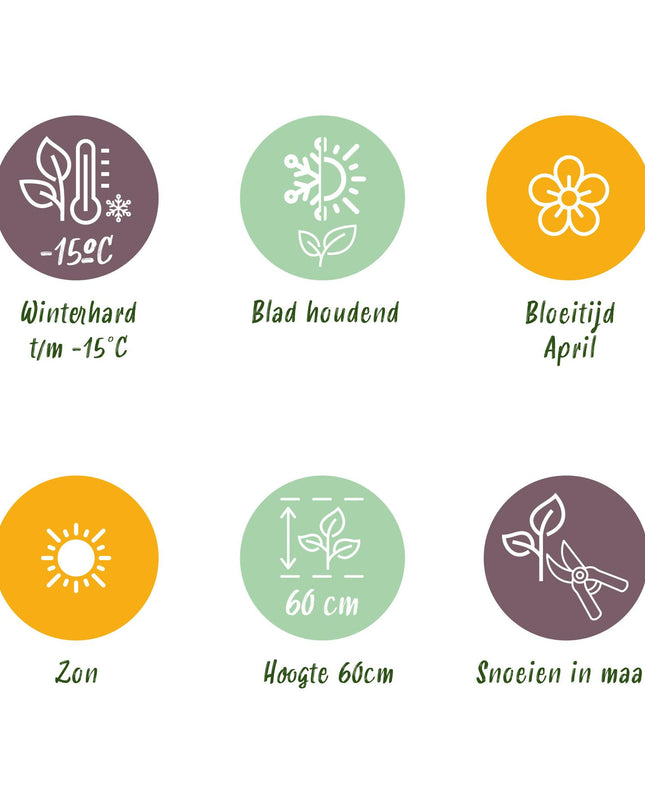 Siergrassen - 4 Planten - Blauw - Geel - Groen - Rood - Bladhoudend - Weinig Onderhoud - Pot 17cm Hoogte 50cm