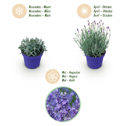 Lavande - 9 plantes - Lavandula angustifolia Hidcote - Rustique - Violet - Pot 12cm - Hauteur 15-25cm