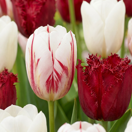 15x Tulipa Dutch Design – Tulpe Dutch Design – Rosa und Weiß – Frühjahrsblüher – Zwiebelgröße 11/12