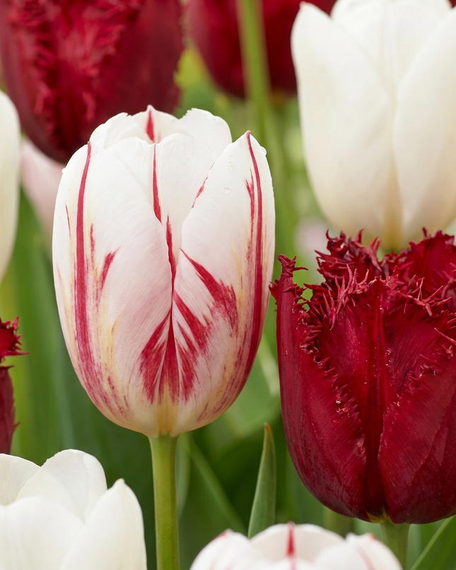 15x Tulipa Dutch Design – Tulpe Dutch Design – Rosa und Weiß – Frühjahrsblüher – Zwiebelgröße 11/12