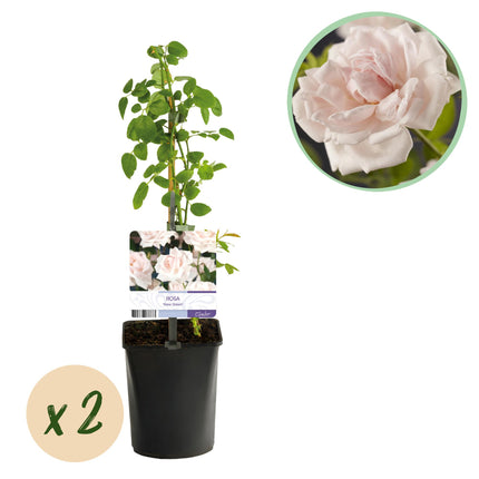 Klimroos Rosa Nuova Alba - 2 piante - Fiore Rosa chiaro - Poco mantenimento - Vaso 11cm Altezza 40cm