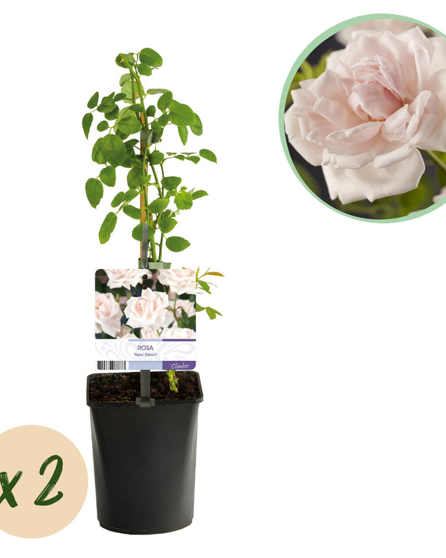 Klimroos Rosa New Dawn - 2 planten - Bloem Licht roze - Weinig onderhoud - Pot 11cm Hoogte 40cm