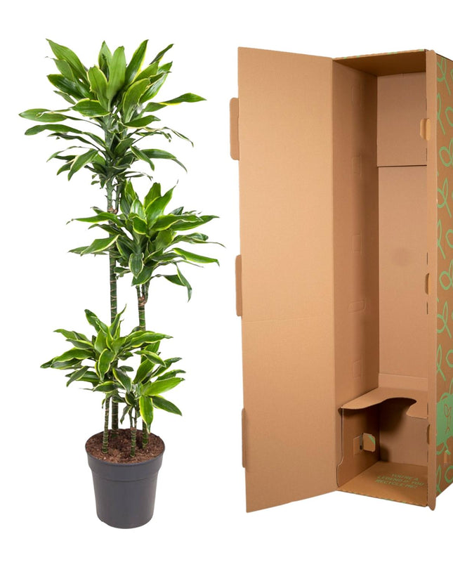 Dracaena Golden Coast - 140 cm - ø27