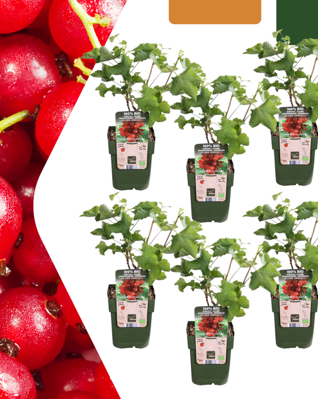 Piante di uva spina BIO 6 pezzi - Ø 13 cm - ↨ 20 cm