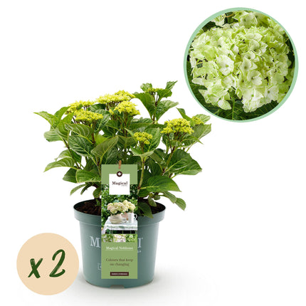 Hortensia Wit - Hydrangea Magical Nobless - 2 Planten - Pot 23cm Hoogte 55cm