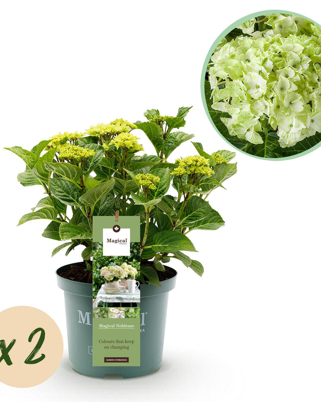 Hortensia Wit - Hydrangea Magical Nobless - 2 Planten - Pot 23cm Hoogte 55cm