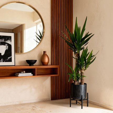 Yucca elephantipes - 2 pezzi - Vaso 21cm - Altezza 100cm