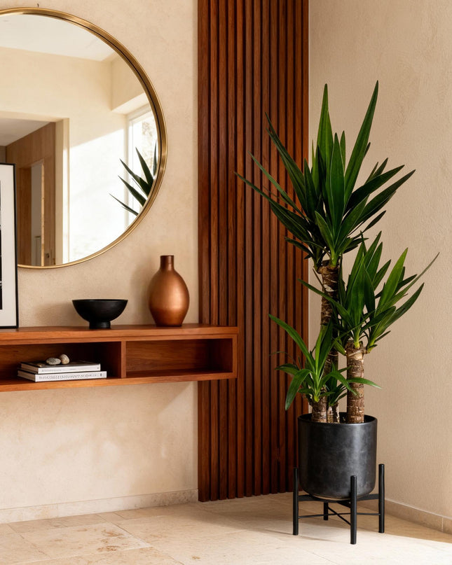 Yucca elephantipes - 2 pezzi - Vaso 21cm - Altezza 100cm