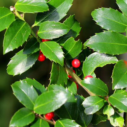 Ilex meserveae Blue Maid - Bladhoudend - Winterhard - Rode Bes - Pot 19cm Hoogte 90cm