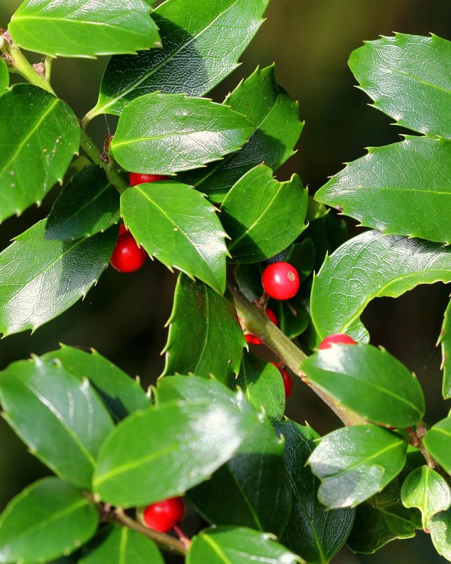 Ilex meserveae Blue Maid - Sempreverde - Resistente al freddo - Bacca rossa - Vaso 19cm Altezza 90cm