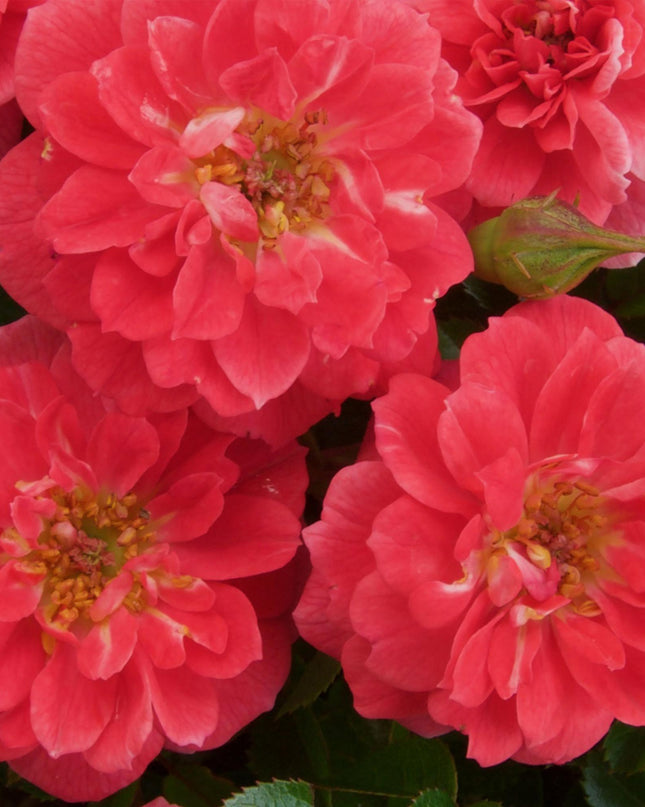 Klimroos Rosa Salmon Queen - 2 planten - Bloem Licht roze - Weinig onderhoud - Pot 11cm Hoogte 40cm