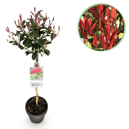 Photinia fraseri Carre Rouge – Terrassenpflanze – immergrün – winterhart – grün-rotes Blatt – Topf 19cm Höhe 90cm