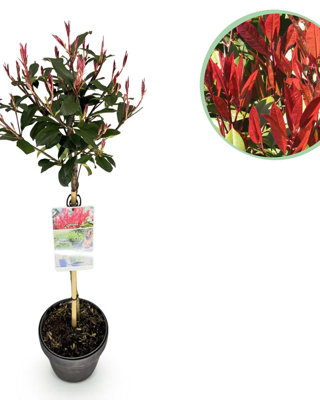 Photinia fraseri Carre Rouge – Terrassenpflanze – immergrün – winterhart – grün-rotes Blatt – Topf 19cm Höhe 90cm