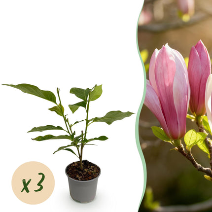 Magnolia Ricki - 3 pièces - Pot de 12 cm - Hauteur 30 cm