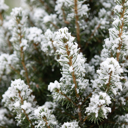 4x Kerstboom Picea glauca Conica - Kegelspar - incl. zinken pot - Ø17cm - ↕65cm