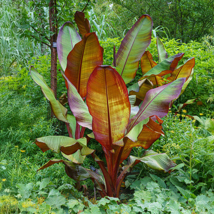 Musa ensete Maurelli – Bananenbaum – winterhart – rot-grün – Topf 21 cm – Höhe 90 cm