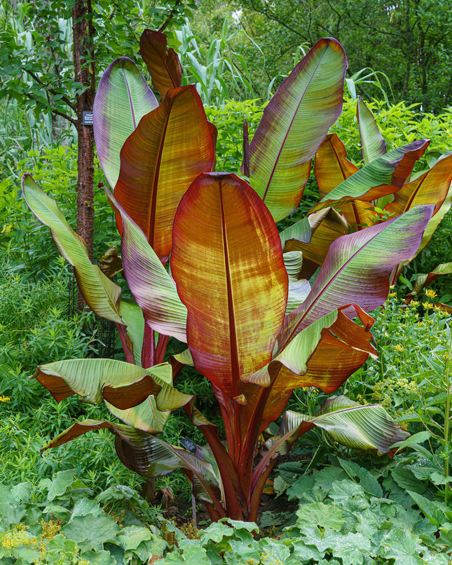 Musa ensete Maurelli – Bananenbaum – winterhart – rot-grün – Topf 21 cm – Höhe 90 cm