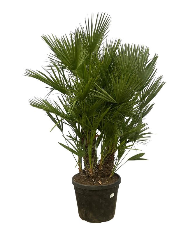 Chamaerops Humilis multi stam - 160 - 180 cm - Ø45cm