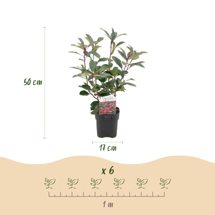 Plantas para setos - Photinia fraseri Red Robin - verde rojo - 6 unidades - 1 metro lineal - maceta 17 cm altura 50 cm