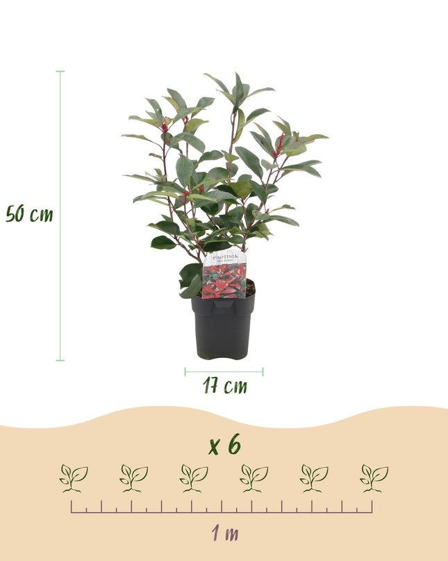 Piante da siepe - Photinia fraseri Red Robin - verde rosso - 6 pezzi - 1 metro lineare - vaso 17 cm altezza 50 cm