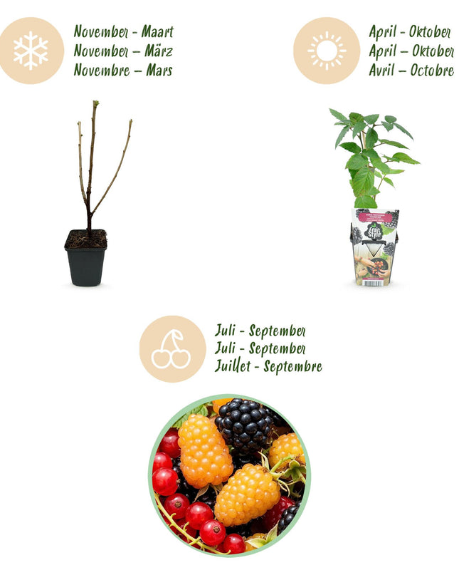 Fruit plants 6 pieces - Three-colored - Red Currant - Yellow Raspberry - Black Blackberry - Pot 9cm