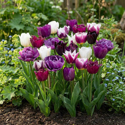 24x mélange de Tulipa Blueberry - mélange de tulipes fraises des bois - Divers - Floraison printanière - calibre de bulbe 11/12