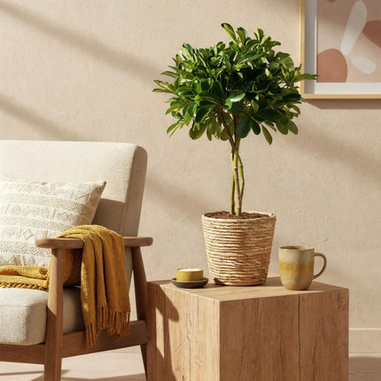 Schefflera Gold Capelle - Fingerbaum + Mandarine - Topf 21cm - Höhe 70-81cm