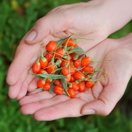 Goijbes Obstpflanzen - 6 Pflanzen - Bocksdorn - Winterhart - Topf 9 cm - Orange - Rote Frucht