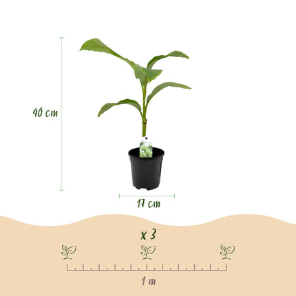 Planta de plátano - Musa Basjoo - Resistente al invierno - 4 plantas - Maceta 17cm Altura 40cm