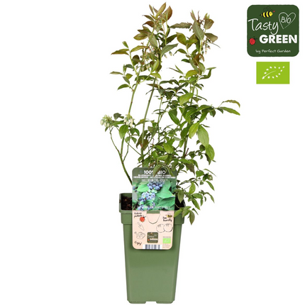 Vaccinium corymbosum 'Reka' - Blauwe bes - Ø13cm - ↕45cm